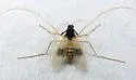 Polypedilum calopterus - photo 3