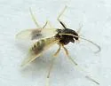Polypedilum calopterus - photo 5