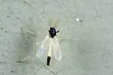 Polypedilum fallax