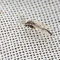 Polypedilum griseopunctatum