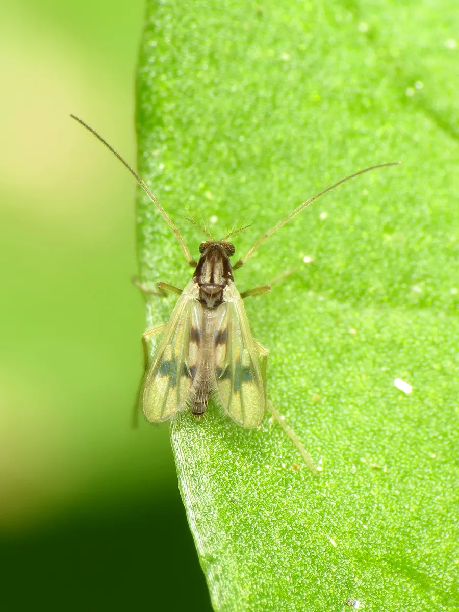 Polypedilum scalaenum - photo 2