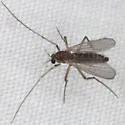 Polypedilum sordens