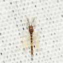 Polypedilum trigonus - photo 2