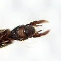 Polypedilum trigonus - photo 5