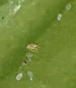 Broad Mite