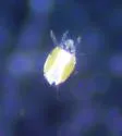 Broad Mite - photo 2