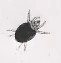 Broad Mite - photo 3