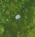 Broad Mite - photo 4