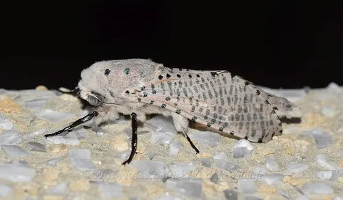 Red Coffee borer - Polyphagozerra coffeae