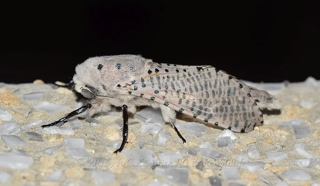 Red Coffee borer - photo 2