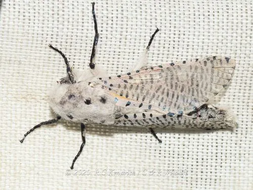 Red Coffee borer - photo 5