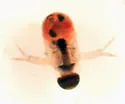 Polyphemus pediculus