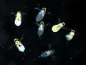 Polyphemus pediculus - photo 2