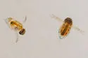 Polyphemus pediculus - photo 3