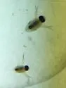 Polyphemus pediculus - photo 4