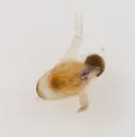 Polyphemus pediculus - photo 5