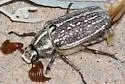Kelso Dunes June Beetle - photo 3