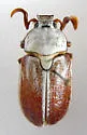 Saline Valley Snow-front Scarab