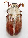 Saline Valley Snow-front Scarab - photo 2