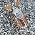 Saline Valley Snow-front Scarab - photo 3