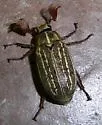 Polyphylla arguta - photo 2