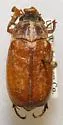 Spotted Warner Valley Dunes June Beetle
