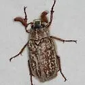 Spotted Warner Valley Dunes June Beetle - photo 2