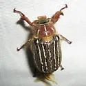 Mount Hermon June Beetle