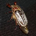 Mount Hermon June Beetle - photo 2