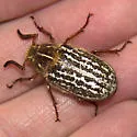 Mount Hermon June Beetle - photo 3