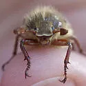 Mount Hermon June Beetle - photo 4