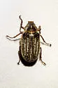 Mount Hermon June Beetle - photo 5