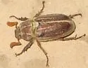 Polyphylla cavifrons