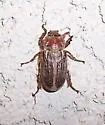Polyphylla cavifrons - photo 4