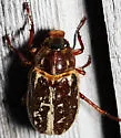 Polyphylla comes
