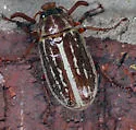 Polyphylla comes - photo 2