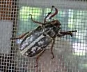 Polyphylla comes - photo 3