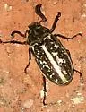 Polyphylla comes - photo 4