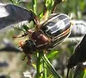 Polyphylla crinita