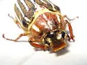 Polyphylla crinita - photo 3