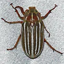 Polyphylla crinita - photo 4