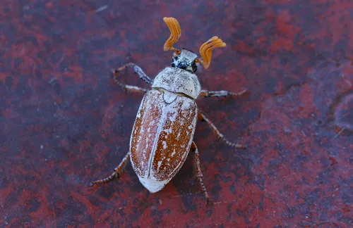 Death Valley June Beetle - Polyphylla erratica