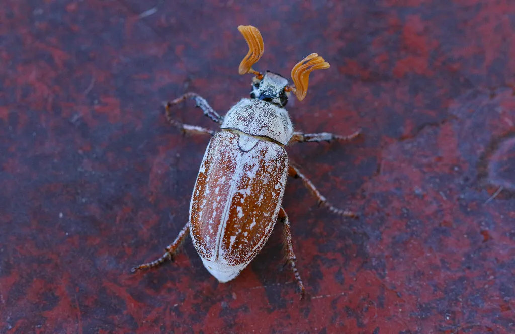 Death Valley June Beetle - photo 2