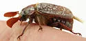 Polyphylla gracilis - Polyphylla gracilis