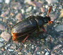 Polyphylla hammondi - Polyphylla hammondi