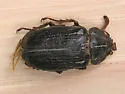 Polyphylla hammondi - photo 3