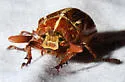 Polyphylla hammondi - photo 4