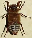 Polyphylla hammondi - photo 5