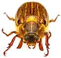 Polyphylla hirsuta - photo 3