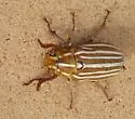 (P. decemlineata sensu lato; southwestern form) - photo 2